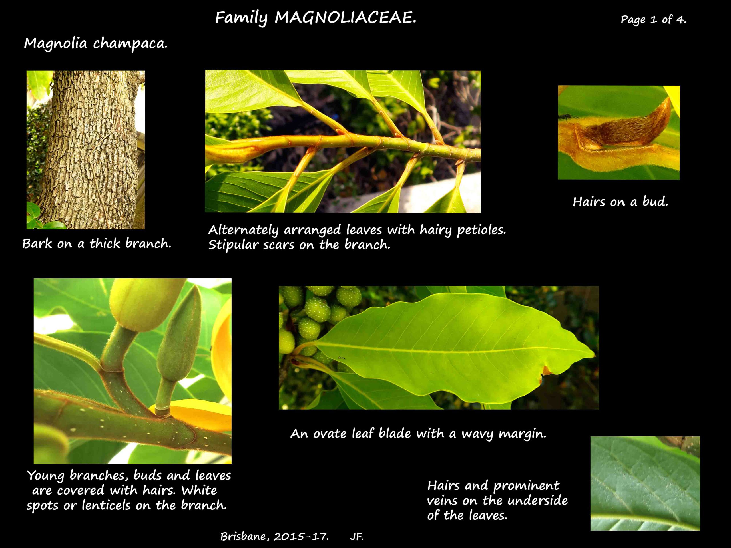 1 Magnolia champaca bark & leaves